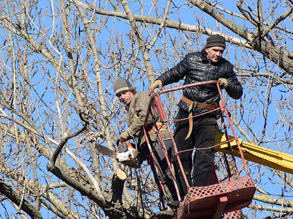 Tree trimming by Big Mack's Tree Services Brooklyn NY and Staten Island NY