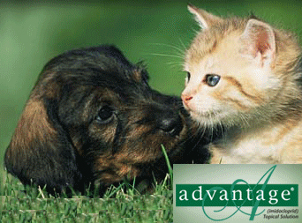 Advantage Flea Control