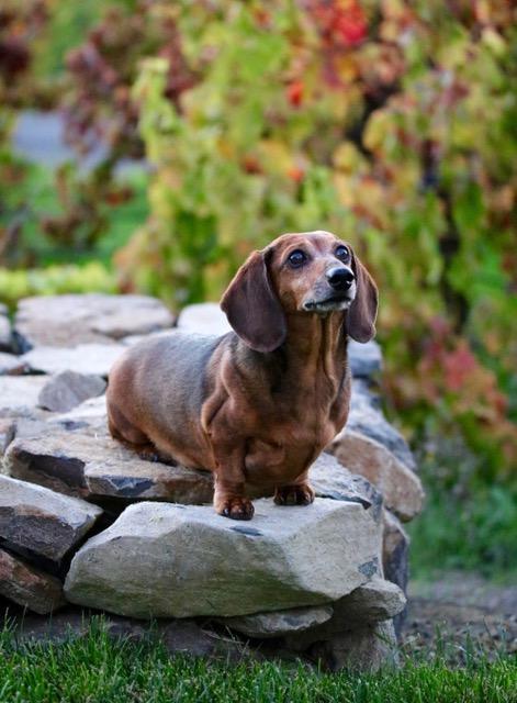 Dog available for adoption through Dogwood Animal Rescue Project