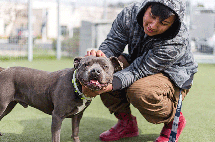 A high school student who is working with BADRAP's Newcomers Camp pets an adoptable dog he's helping to train and socialize.