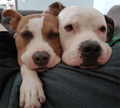 Two rescue dogs adopted from BADRAP snuggle in their new home